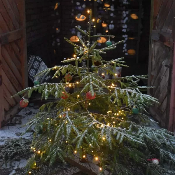 "Iededz savu svētku eglīti" 12.2021.